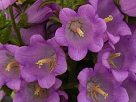 Колокольчик средний (Campana)