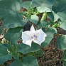 Дурман двуцветный (Datura discolor) Дурман двуцветный (Datura discolor)