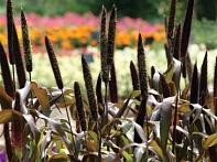 Перистощетинник сизый