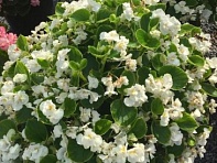 Бегония вечноцветущая махровая (зеленая листва) (Fiona F1)