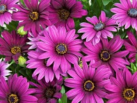 Остеоспермум Эклона (Asti F1)