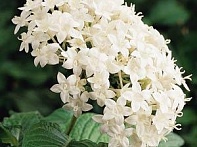 Пентас ланцетовидный