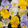Виола виттрока ампельная (Viola wittrockiana)