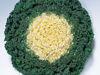 Декоративная капуста (Kamome F1)