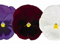 Виола виттрока