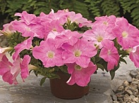 Петуния ампельная гибридная