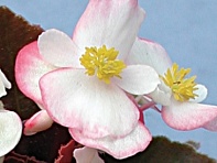 Бегония вечноцветущая (бронзовая листва) (Nachod F1)