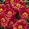 Портулак крупноцветковый (Portulaca grandiflora)