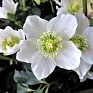 Морозник черный (Helleborus niger)