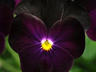 Виола рогатая (Sorbet XP F1)