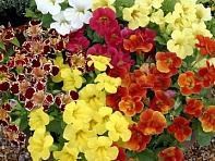 Губастик гибридный (Maximus F1)