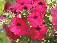 Петуния ампельная гибридная (Лавина F1)