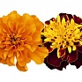 Бархатцы отклоненные (Tagetes patula) Бархатцы отклоненные (Tagetes patula)