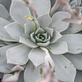 Эхеверия Пикока (Echeveria peacockii (desmetiana))