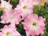 Петуния крупноцветковая (Mistral F1)