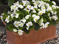 Бегония вечноцветущая (зеленая листва) (Bada Bing F1)