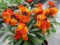 Лакфиоль Чери (Treasure  F1)