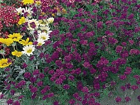 Вербена красивая (Imagination)