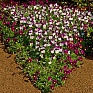 Виола рогатая (Viola cornuta)