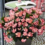 Бегония гибридная (зеленая листва) (Begonia benariensis)