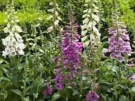 Наперстянка пурпурная (Dalmatian)