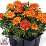 Бархатцы отклоненные (Tagetes patula) Бархатцы отклоненные (Tagetes patula)