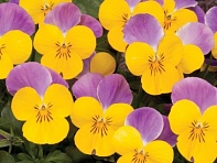 Виола рогатая (Sorbet XP F1)