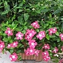 Катарантус розовый ампельный (Vinca rosea)