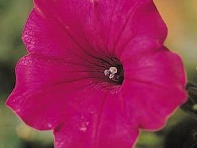 Петуния ампельная гибридная (Tidal Wave F1)