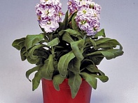 Левкой седой (Cinderella)