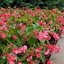 Бегония гибридная ампельная (зеленая листва) (Begonia hybrida)