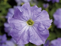 Петуния крупноцветковая (Tritunia F1)