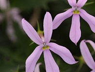 Изотома (Лаурентия) гибридная (Gemini)