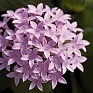 Пентас ланцетовидный (Pentas lanceolata)