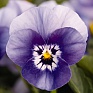 Виола рогатая (Viola cornuta)