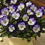 Виола рогатая (Viola cornuta)