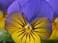 Виола рогатая (Sorbet XP F1)