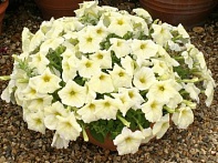 Петуния ампельная гибридная