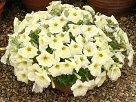 Петуния ампельная гибридная (Rapide F1)