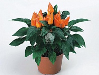 Перец летний (Mambo)