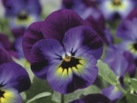 Виола рогатая (Penny F1)