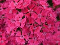 Гвоздика турецкая (Rockin F1)