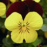 Виола рогатая (Viola cornuta)