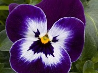 Виола рогатая (Sorbet XP F1)