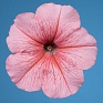 Петуния многоцветковая (Petunia multiflora)