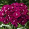 Гвоздика турецкая (Dianthus barbatus)