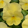 Виола виттрока ампельная (Viola wittrockiana)