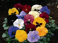 Виола Виттрока