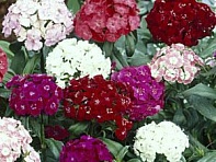 Гвоздика турецкая (Noverna F1)