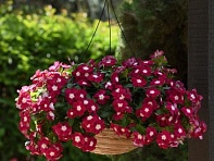 Катарантус розовый ампельный (Mediterranean XP)